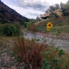 Image: the calmly flowing Gila River meanders through flowers and shrubs and hills. Photo credit Josh Grant of AQRC.