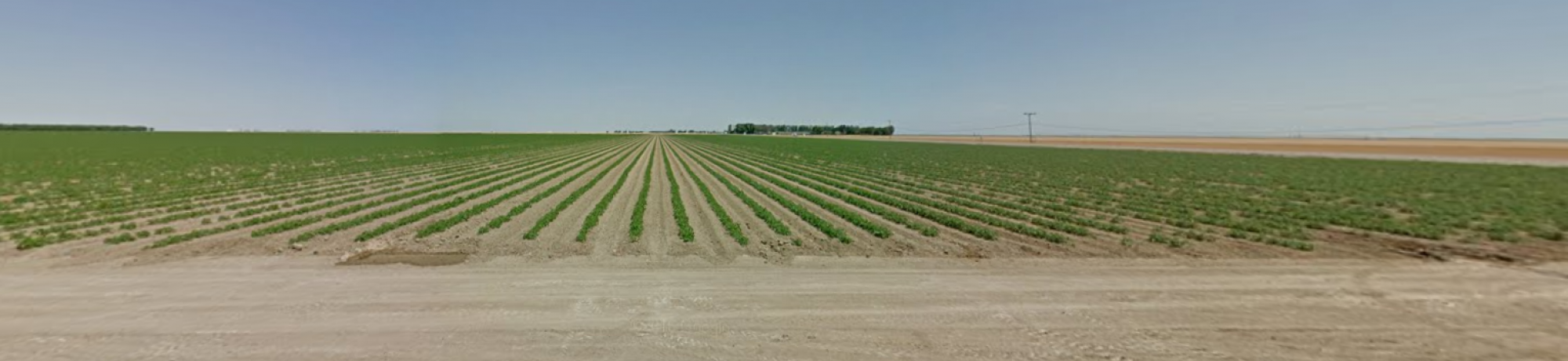 Image: an agricultural field beneath a blue sky at WestSide Research and Extension Center